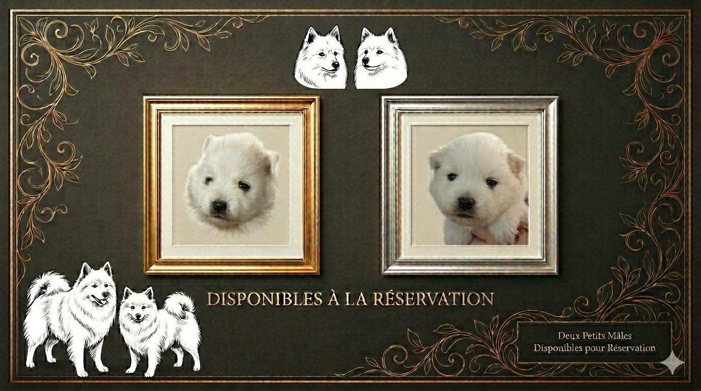 Chiot Spitz japonais De La Dynastie Des Lycans