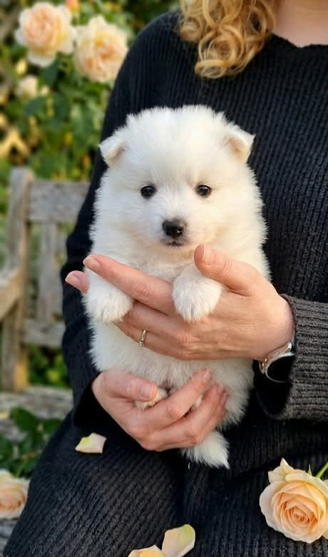 De La Dynastie Des Lycans - Chiots disponibles - Spitz japonais