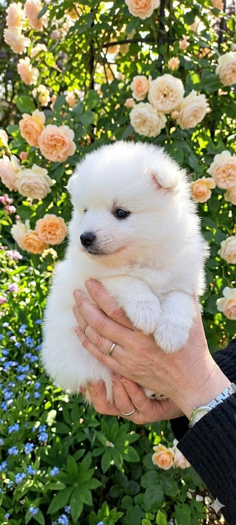 De La Dynastie Des Lycans - Chiots disponibles - Spitz japonais